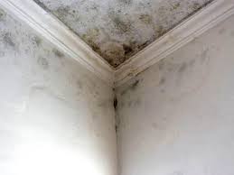 Best Mold Prevention Services  in Arizona City, AZ