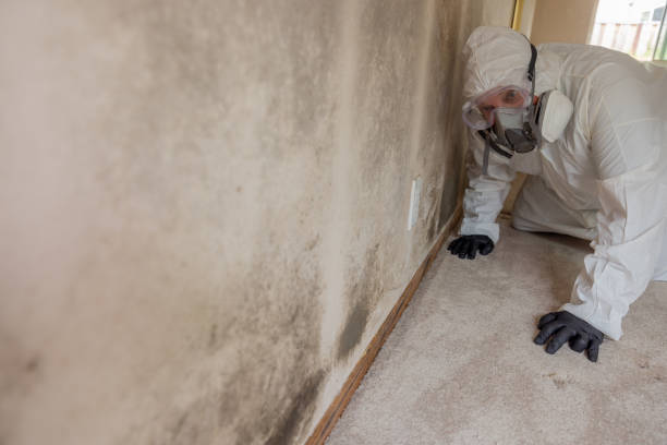 Professional Mold Removal & Remediation in Arizona City, AZ